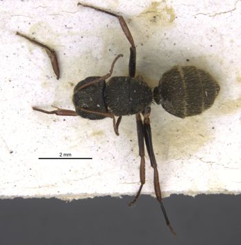 Media type: image;   Entomology 17008 Aspect: habitus dorsal view